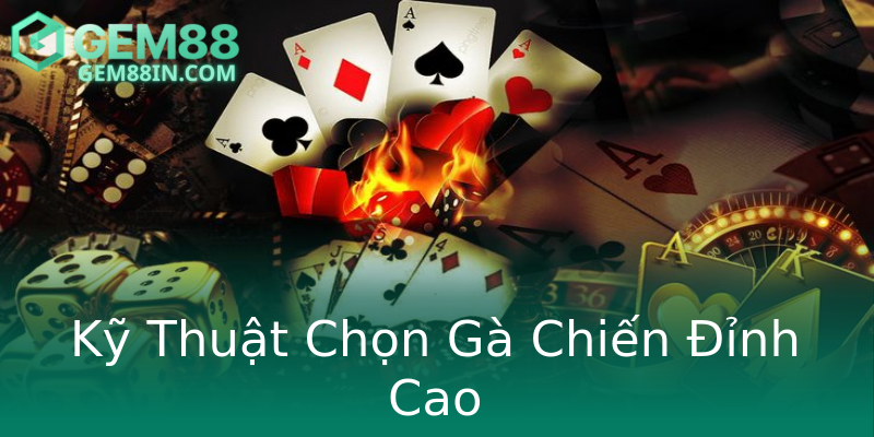 Kỹ Thuật Chọn Gà Chiến Đỉnh Cao Kỹ Thuật Chọn Gà Chiến Đỉnh Cao